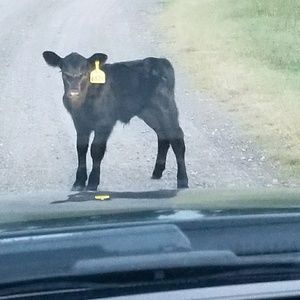 Meet your Posher, Nikki